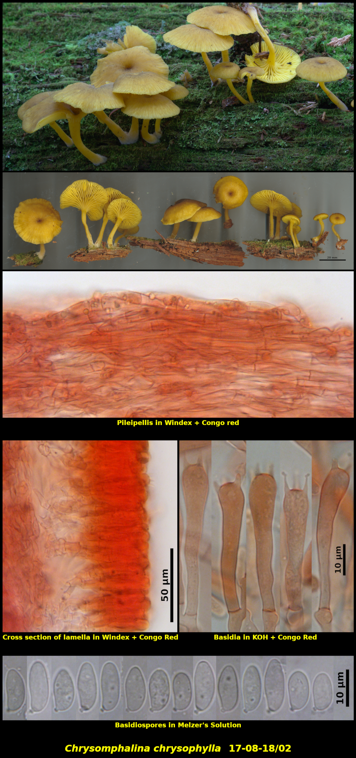 Picture of <i>Chrysomphalina chrysophylla</i> 17-09-17/01